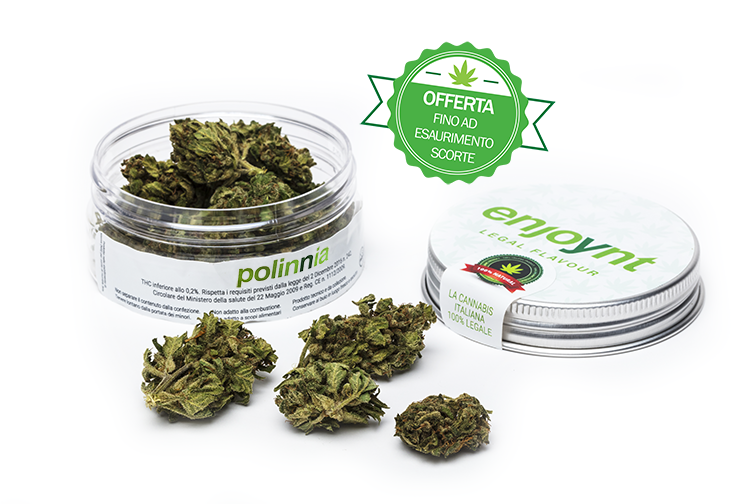 POLINNIA OFFERTA
